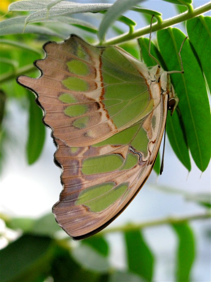 Siproeta Stenens in a butterfly categorized in the Nymphalid family. This species lives in South America.
This picture was taken in the greenhouse of entomologist Franco Francia, located in Tavernerio