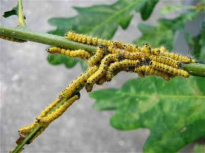 caterpillars