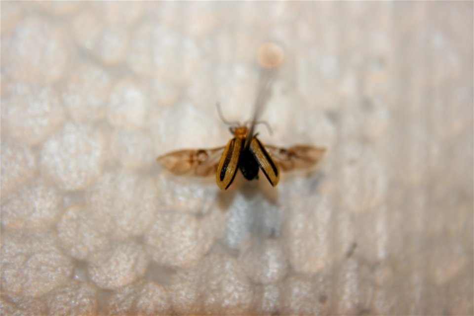 A Diabrotica virgifera in the Hough collection. Caught in Portage, Michigan.
