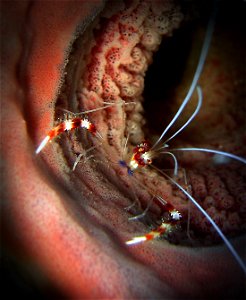 Banded cleaner shrimp (Stenopus hispidus), Cozumel 2004