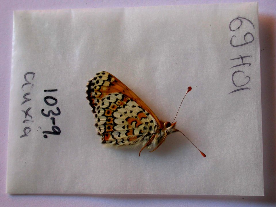 MOROCCO.  Haut Atlas septentrional, Env. Cirque de Jaffar, djebel Ayachi, SW Midelt,  EJE 2007,   <a href="http://nymphalidae.utu.fi/story.php?code=NW103-9" rel="nofollow">see in our database&lt