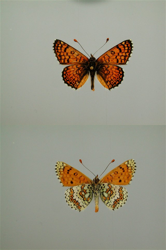 IRAN.  Tehran, Elburs-Gebirge, zw. Shemshak u. Dizin (Pass), 3400-3600m,  EJE 2007,   <a href="http://nymphalidae.utu.fi/story.php?code=NW120-12" rel="nofollow">see in our database</a>