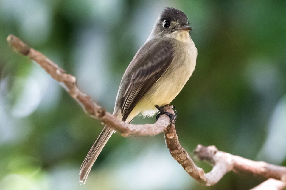 Bobito chico bird wildlife