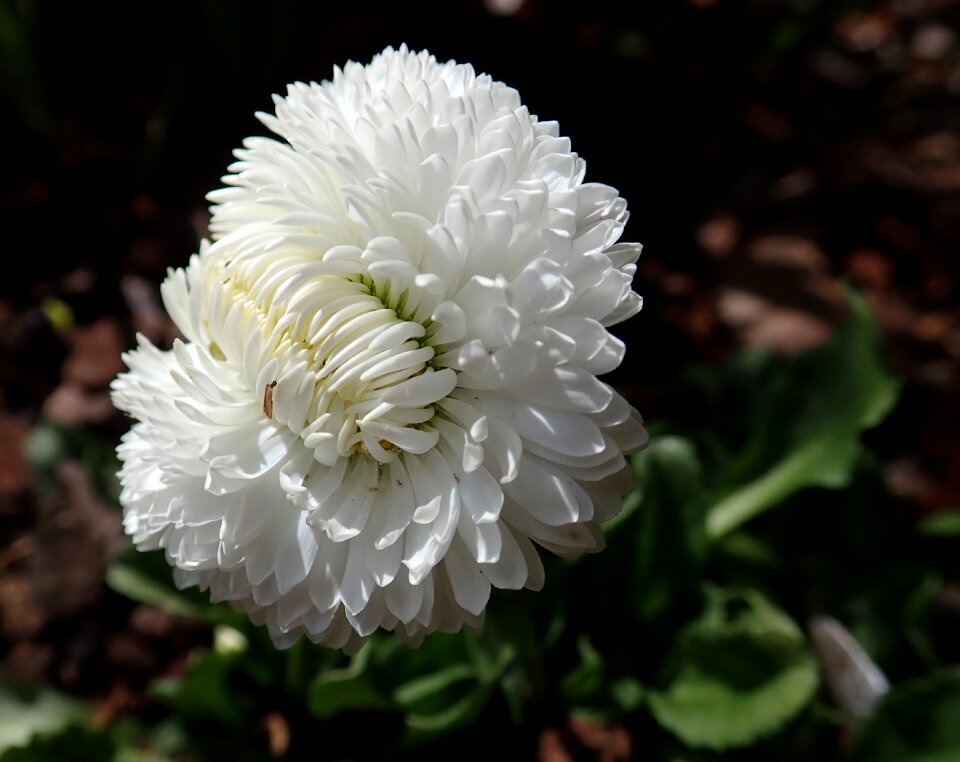 Plant white garden