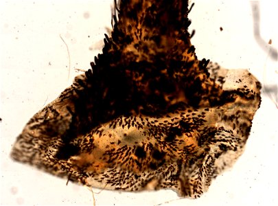 PRESERVED_SPECIMEN; ; LARVA; microslide; ; IZ number 98579; lot count 1; Microslide 01, balsam, tracheal gill; larva;