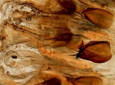 PRESERVED_SPECIMEN; ; ; microslide; ; IZ number 98666; lot count 1; Microslide 01, balsam, gizzard;
