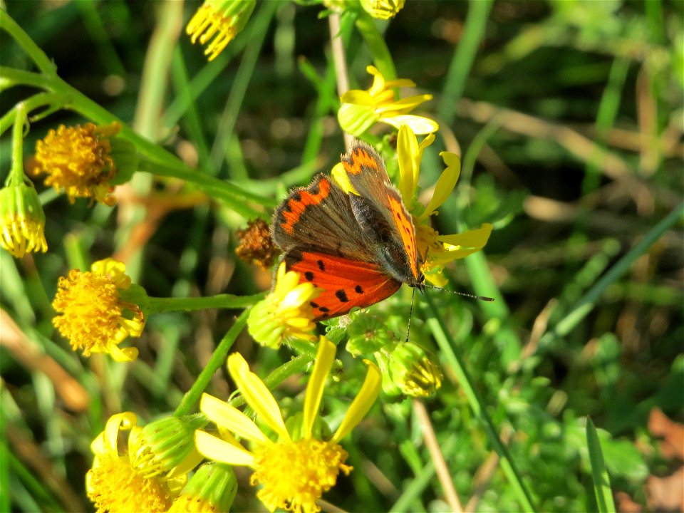 Kleiner Feuerfalter (Lycaena phlaeas) bei Neulußheim