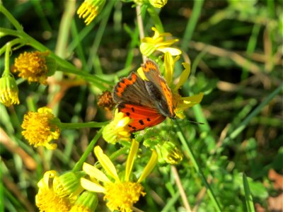 Kleiner Feuerfalter (Lycaena phlaeas) bei Neulußheim photo