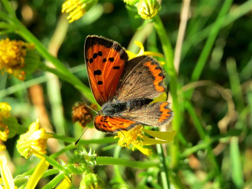 Kleiner Feuerfalter (Lycaena phlaeas) bei Neulußheim