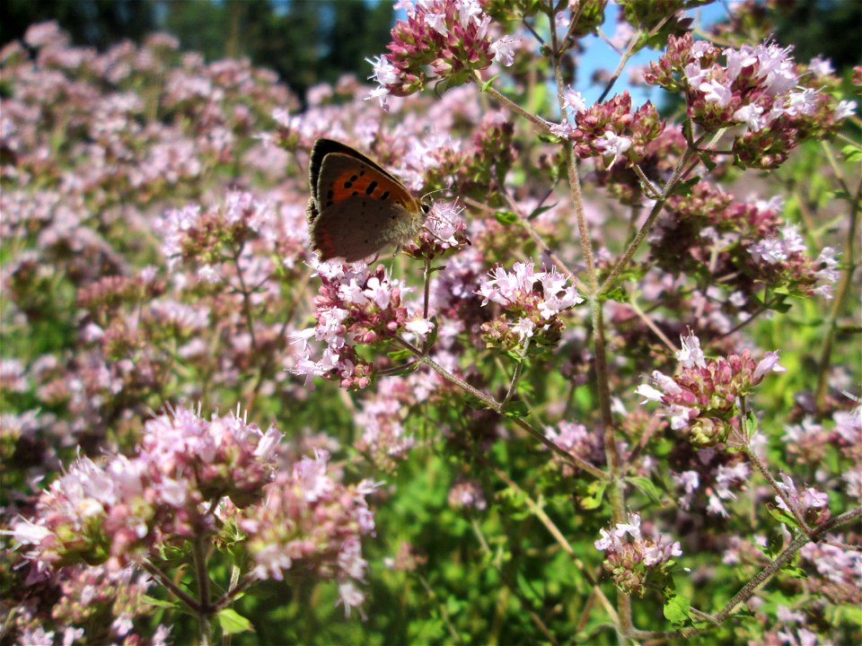 Kleiner Feuerfalter (Lycaena phlaeas) an Oregano (Origanum vulgare) an einer kleinen Binnendüne am Randstreifen der Rheinbahn in der Schwetzinger Hardt