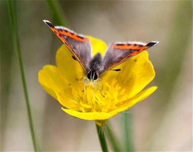 Image title: American copper butterfly on yellow flower Image from Public domain images website, http://www.public-domain-image.com/full-image/fauna-animals-public-domain-images-pictures/insects-and-b photo