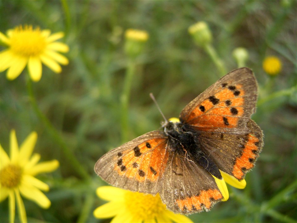 This photo shows Lycaena phlaeas