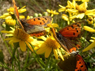 This photo shows Lycaena phlaeas photo