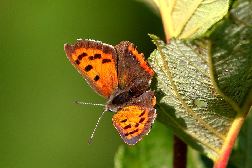 Small Copper (Lycaena phlaeas)