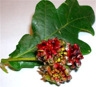 The Knopper Gall, Andricus quercuscalicis, Spier's, Beith, Ayrshire, Scotland photo