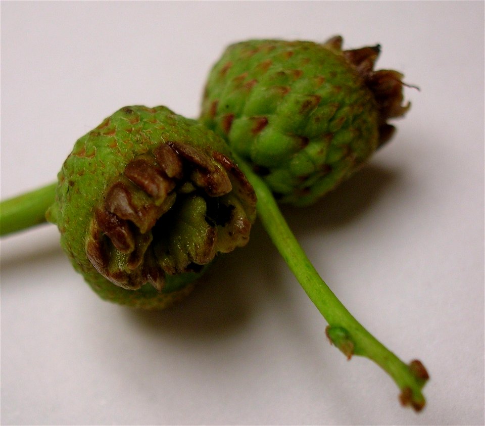 Andricus quercuscalicis on Sessile Oak acorns. Lynn Glen, Dalry, North Ayrshire, Scotland.