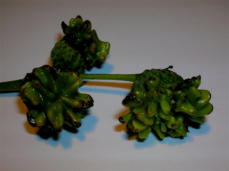 Developing Knopper galls on Q. robur. Rozelle House, South Ayrshire, Scotland. Caused by the Gall-wasp Andricus quercuscalicis.