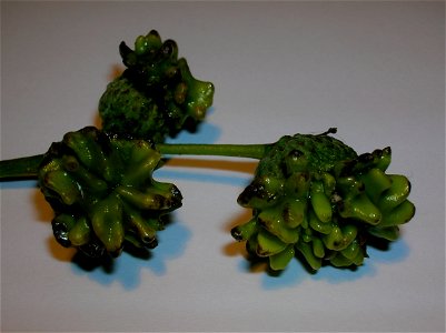 Developing Knopper galls on Q. robur. Rozelle House, South Ayrshire, Scotland. Caused by the Gall-wasp Andricus quercuscalicis.