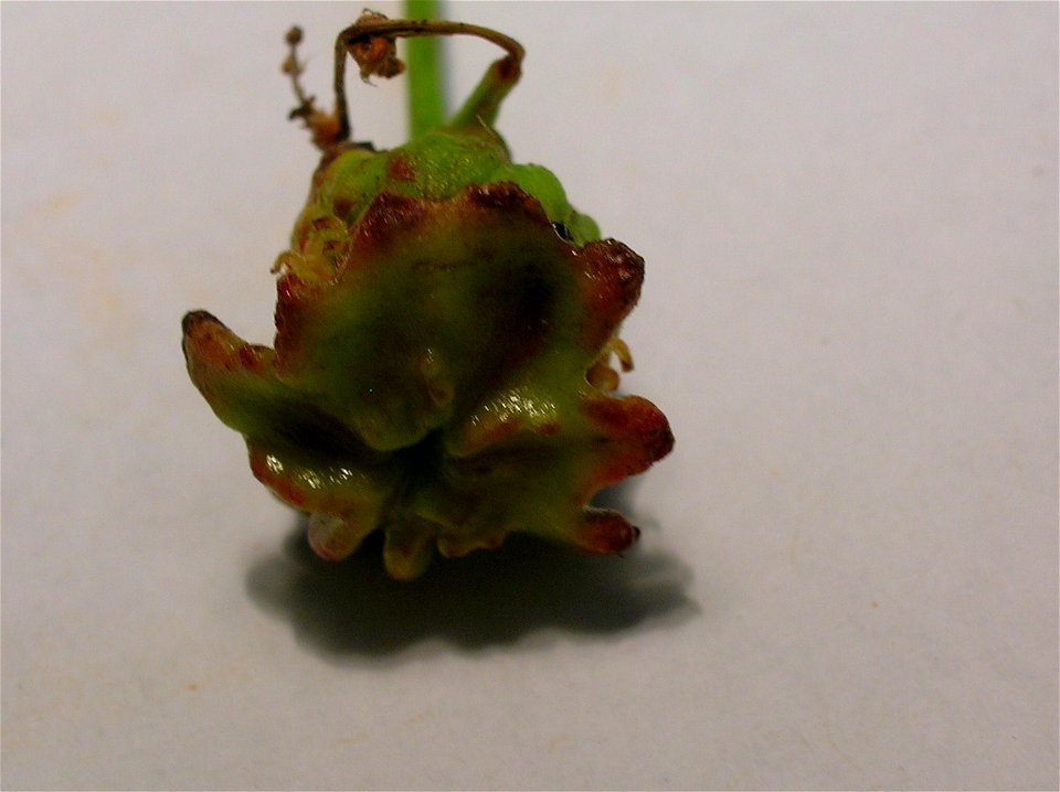 Andricus quercuscalicis on Quercus robur at Lynn Glen, Dalry, Scotland.