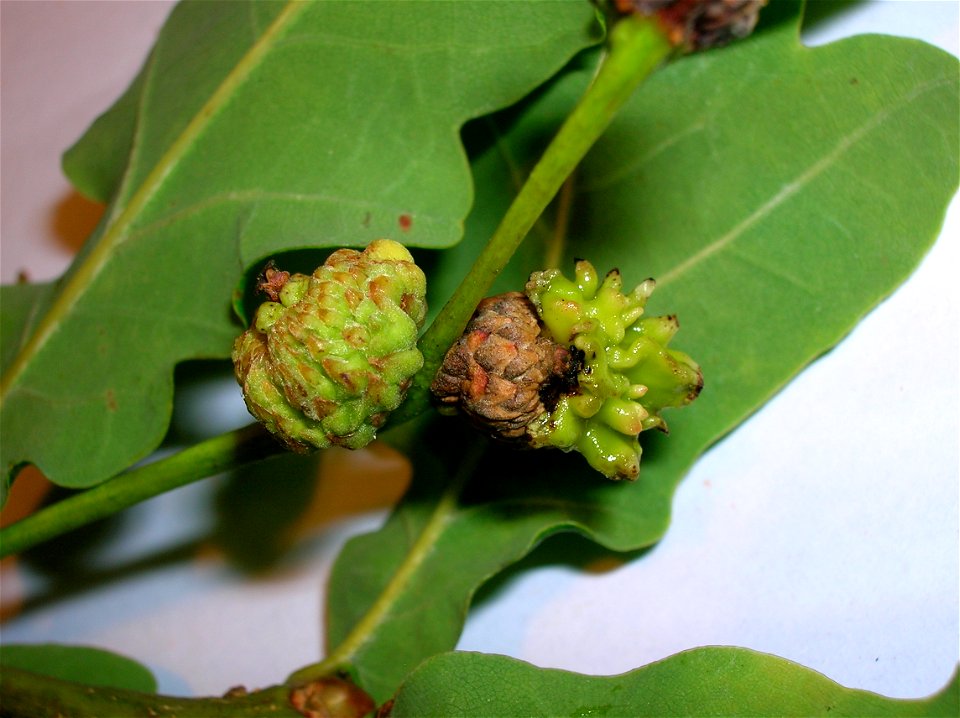 Andricus quercuscalicis Knopper Gall on pedunculate oak acorn cups at Lynn Glen, Dalry, Scotland.