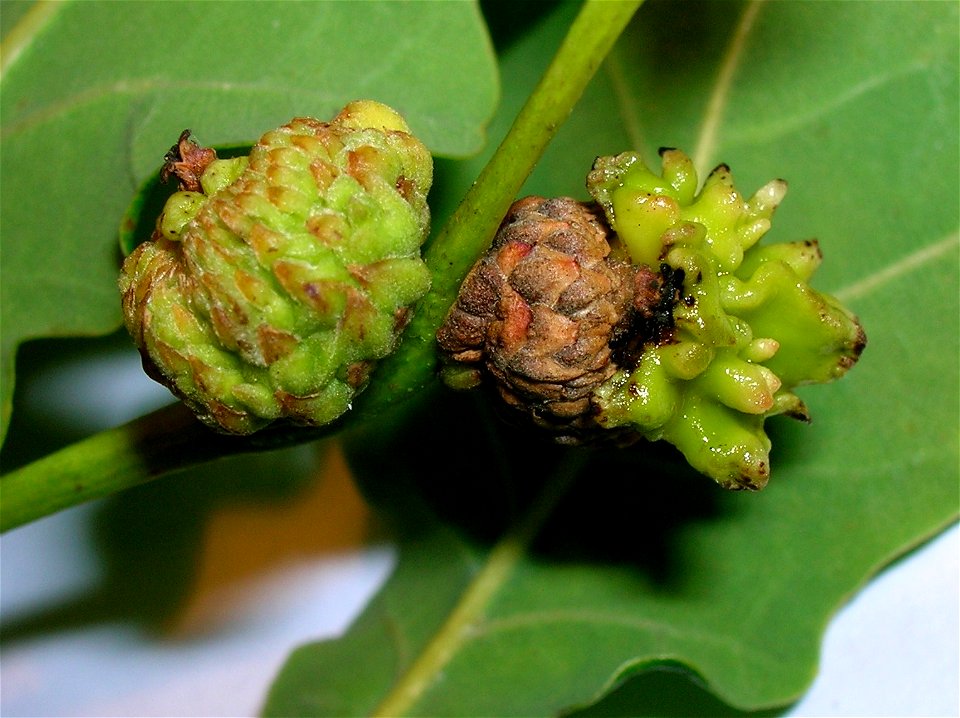Andricus quercuscalicis on pedunculate oak acorns at Lynn Glen, Dalry, Scotland.