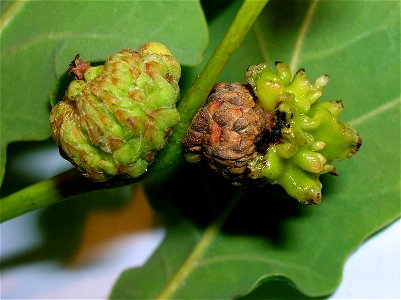 Andricus quercuscalicis on pedunculate oak acorns at Lynn Glen, Dalry, Scotland.