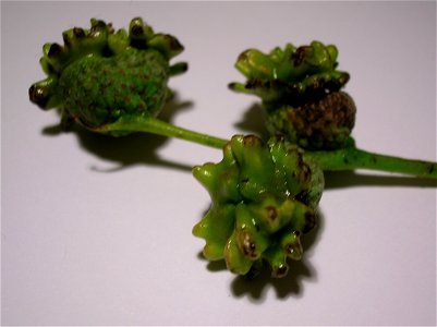 Developing Knopper galls on Q. robur with acorn case remnants. Rozelle House, South Ayrshire, Scotland. Caused by the Gall-wasp Andricus quercuscalicis.