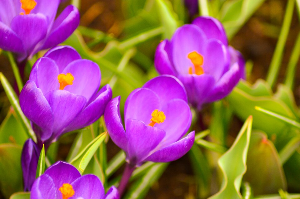 Holland plant garden
