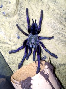 Picture of a female singapore blue tarantula