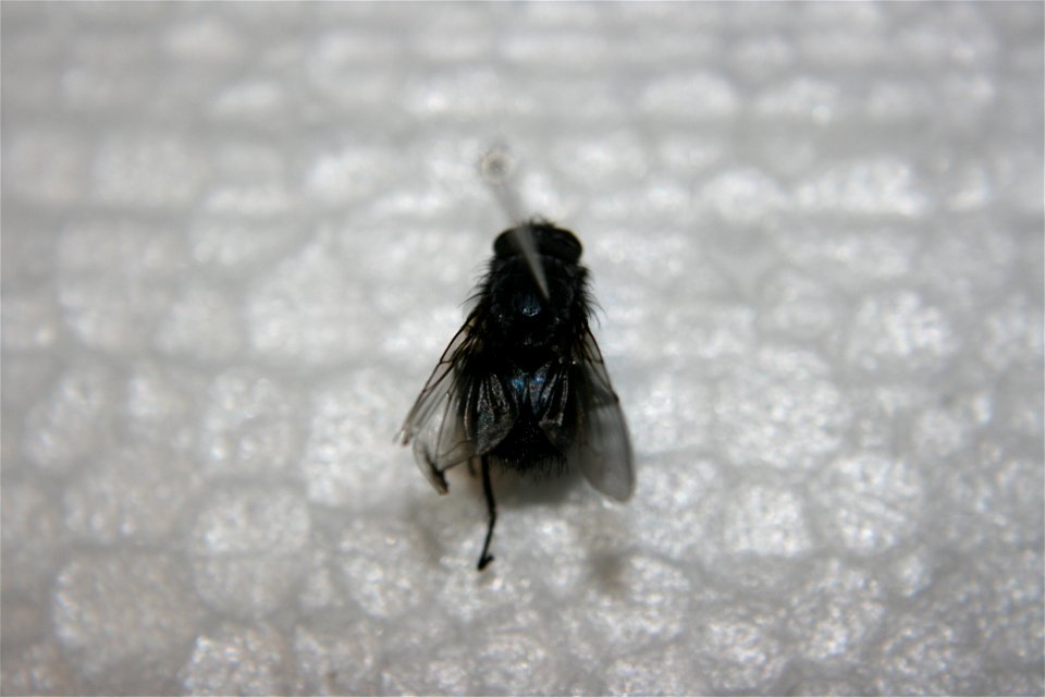 A Calliphora vicina in the Hough collection. Caught in Portage, MI.