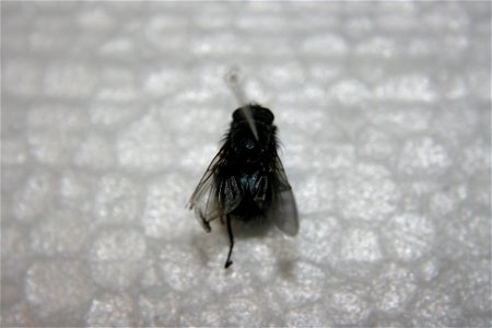 A Calliphora vicina in the Hough collection. Caught in Portage, MI. photo