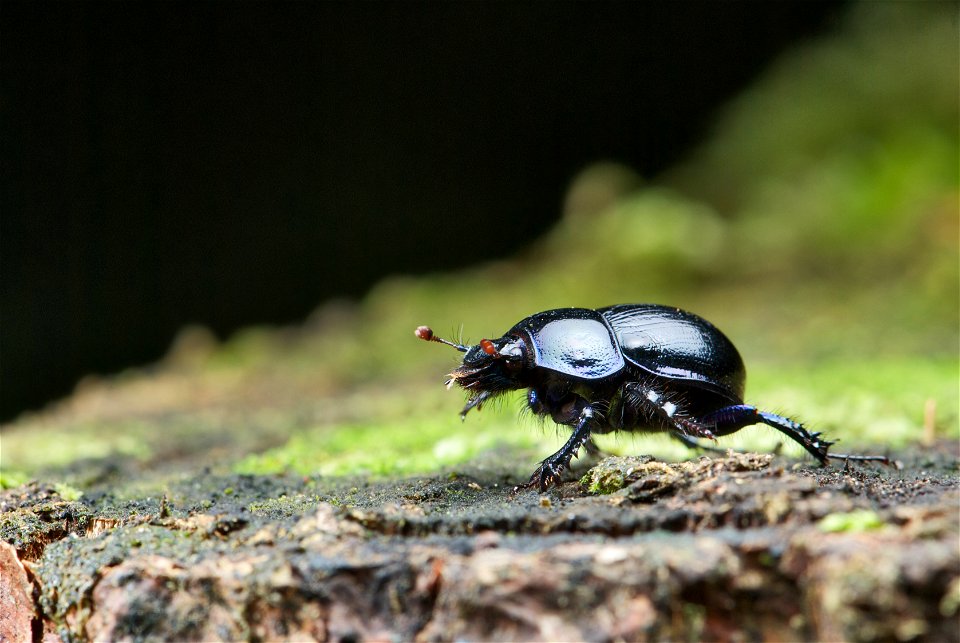 An adult specimen of  with a length (head ot abdomen) of about 22 mm.