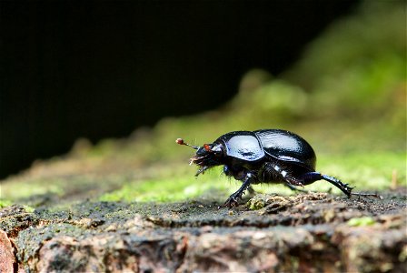 An adult specimen of  with a length (head ot abdomen) of about 22 mm.