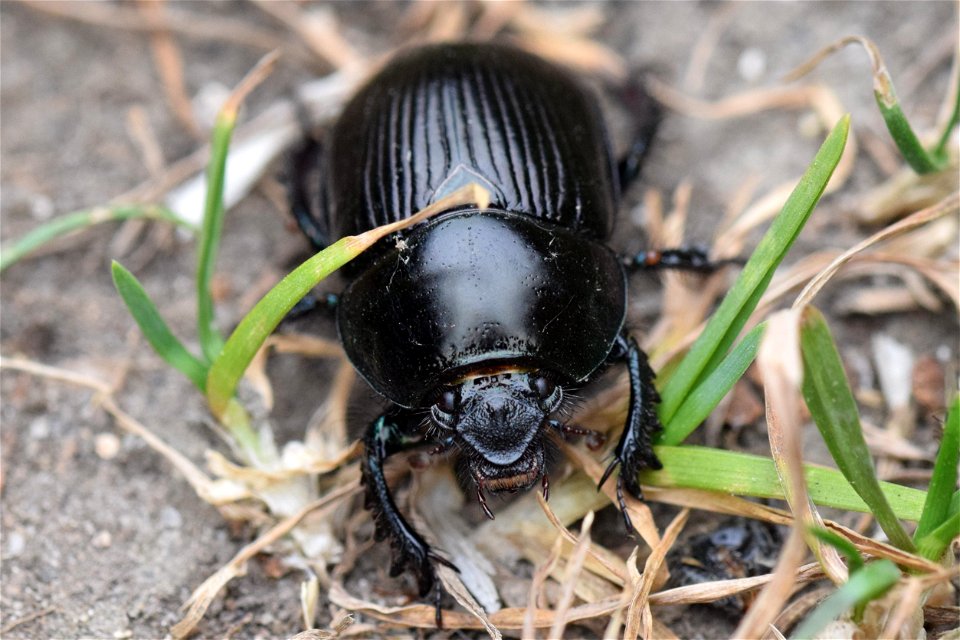 Dor beetle (Geotrupes stercorarius), East Yorkshire, UK.