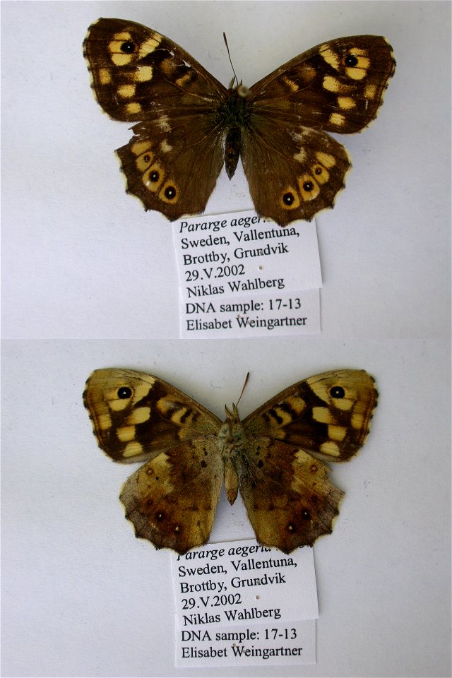 SWEDEN. Grundvik, Brottby, Vallentuna, Syst Ent 2006, <a href="http://nymphalidae.utu.fi/story.php?code=EW17-13" rel="nofollow">see in our database</a> photo