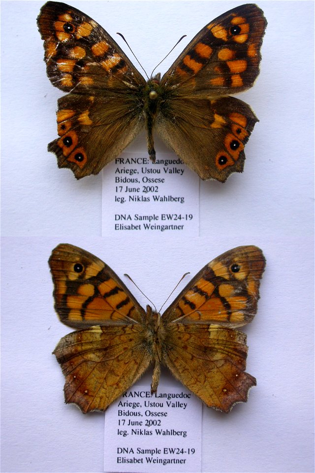 France.  Languedoc, Ariege 09, Ustou, path from village of Bidous to OssÃ©se, 700-990m,    <a href="http://nymphalidae.utu.fi/story.php?code=EW24-19" rel="nofollow">see in our database</a>