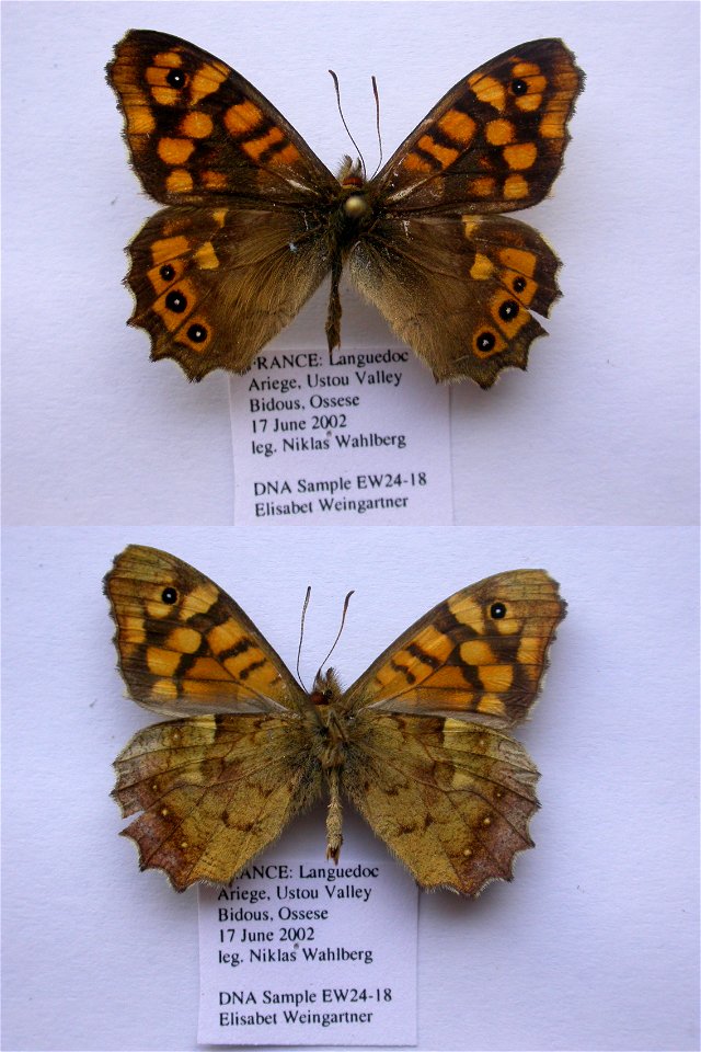 France.  Languedoc, Ariege 09, Ustou, path from village of Bidous to OssÃ©se, 700-990m,  Syst Ent 2006,   <a href="http://nymphalidae.utu.fi/story.php?code=EW24-18" rel="nofollow">see in our dat