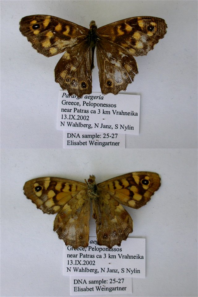 Greece.  Peloponessos near Patras ca 3 km Vrahneika,  Syst Ent 2006,   <a href="http://nymphalidae.utu.fi/story.php?code=EW25-27" rel="nofollow">see in our database</a>