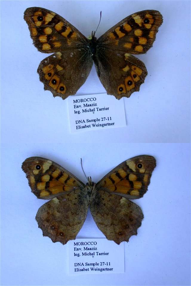MOROCCO.  Env. Maaziz, 300m, SE Rabat, Pays ZaÃ«r-ZaÃ¯ane,  Syst Ent 2006,  mark: 183D03,  <a href="http://nymphalidae.utu.fi/story.php?code=EW27-11" rel="nofollow">see in our database</a>