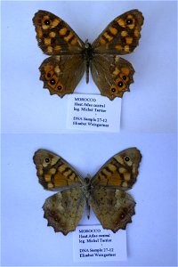 MOROCCO.  Haut Atlas central, Oukaimeden et env. (+Adrar Tizerag), 2000-3000m,  Syst Ent 2006,  mark: 22L02,  <a href="http://nymphalidae.utu.fi/story.php?code=EW27-12" rel="nofollow">see in our