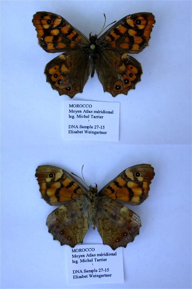 MOROCCO. Moyen Atlas meridional, Ouaoumana, 700m, SW Khenifra, Syst Ent 2006, mark: 184D03, <a href="http://nymphalidae.utu.fi/story.php?code=EW27-15" rel="nofollow">see in our database</ photo