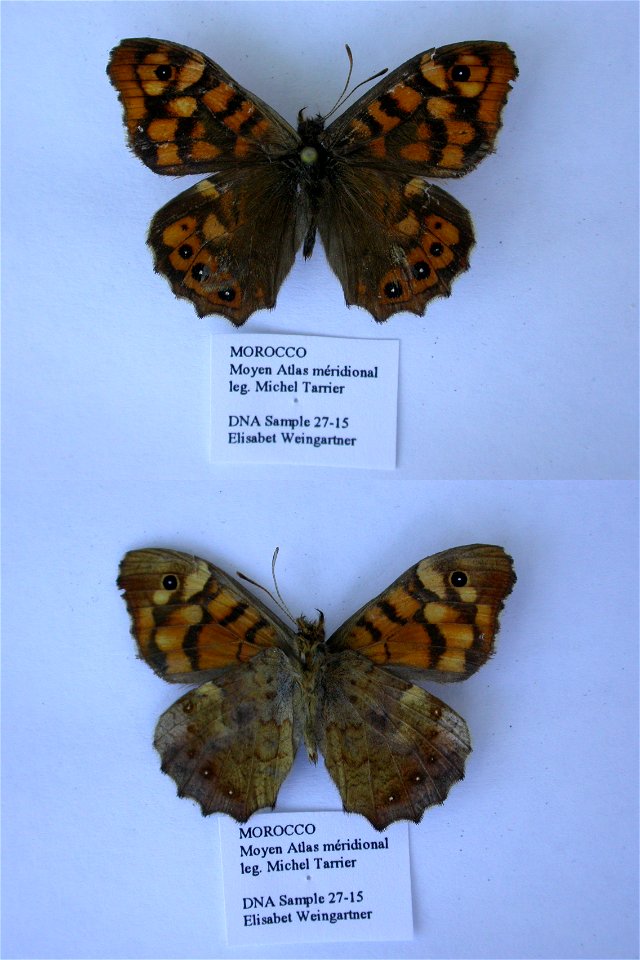 MOROCCO.  Moyen Atlas meridional, Ouaoumana, 700m, SW Khenifra,  Syst Ent 2006,  mark: 184D03,  <a href="http://nymphalidae.utu.fi/story.php?code=EW27-15" rel="nofollow">see in our database</