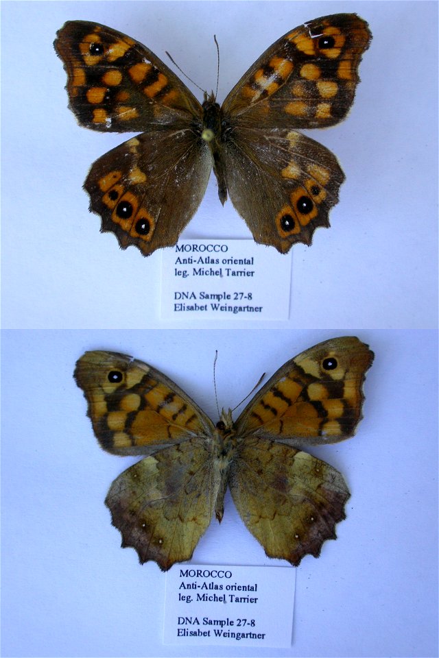 MOROCCO.  Anti-Atlas oriental, Aouzioua - Aoufour - Askaou, 700-1200m, djebel Siroua, NW  Taliouine,  Syst Ent 2006,  mark: 128E03,  <a href="http://nymphalidae.utu.fi/story.php?code=EW27-8" rel="n