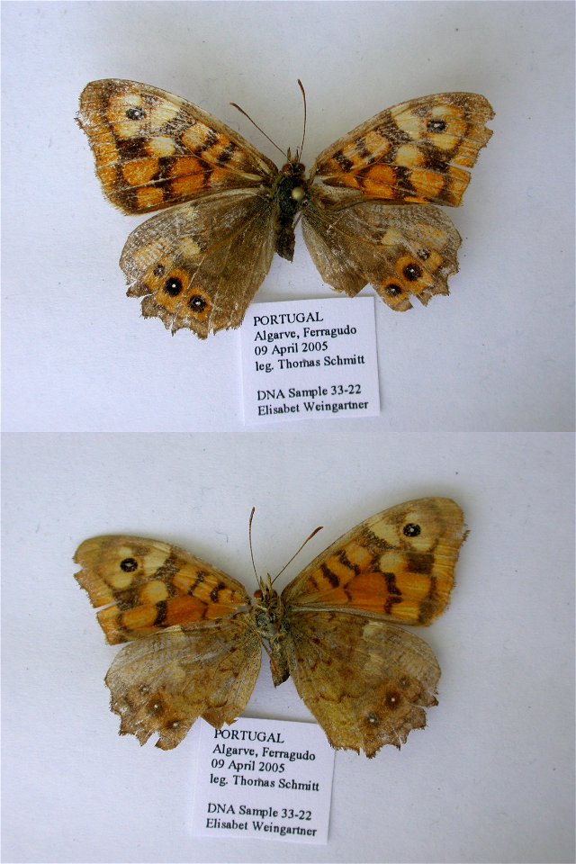 PORTUGAL. Ferragualo (?), Syst Ent 2006, <a href="http://nymphalidae.utu.fi/story.php?code=EW33-22" rel="nofollow">see in our database</a> photo