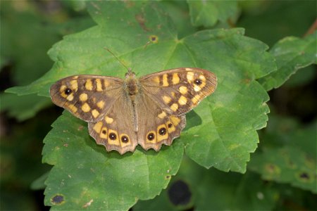 Speckled Wood (Pararge aegeria) photo