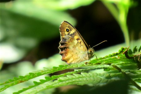 Speckled Wood (Pararge aegeria) photo