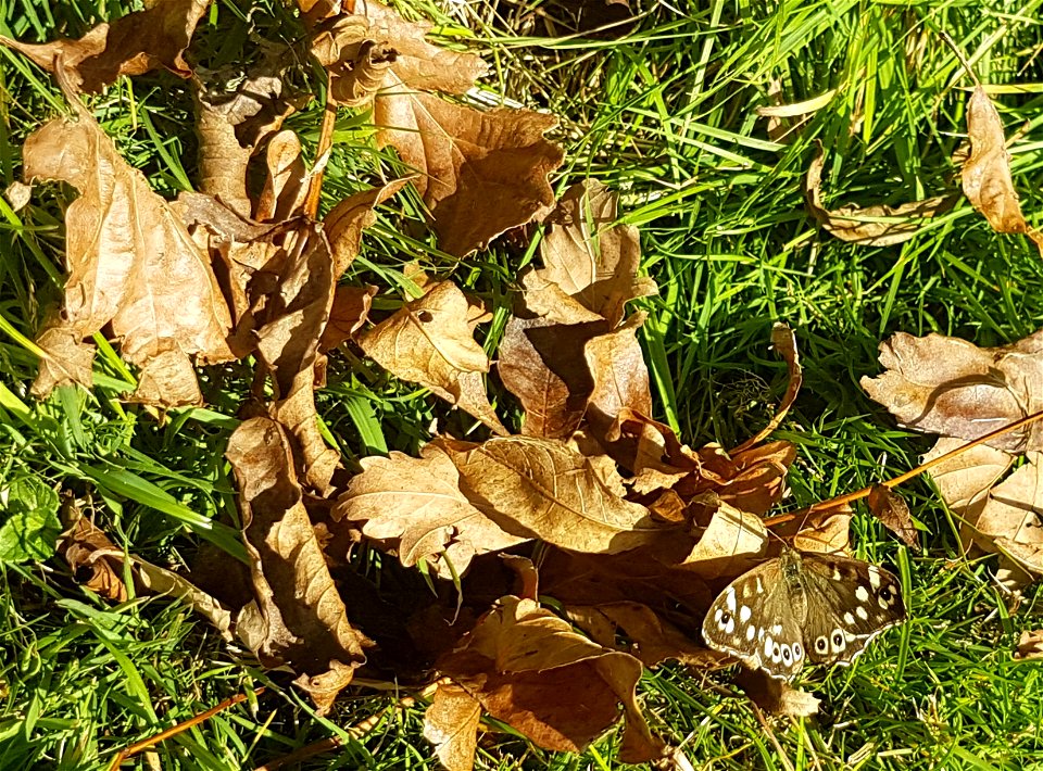 Speckled wood sitting on dead leaves in Cardiff, Wales.