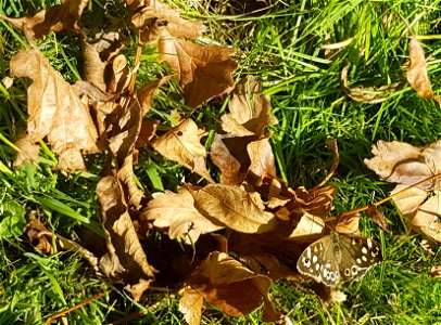 Speckled wood sitting on dead leaves in Cardiff, Wales. photo