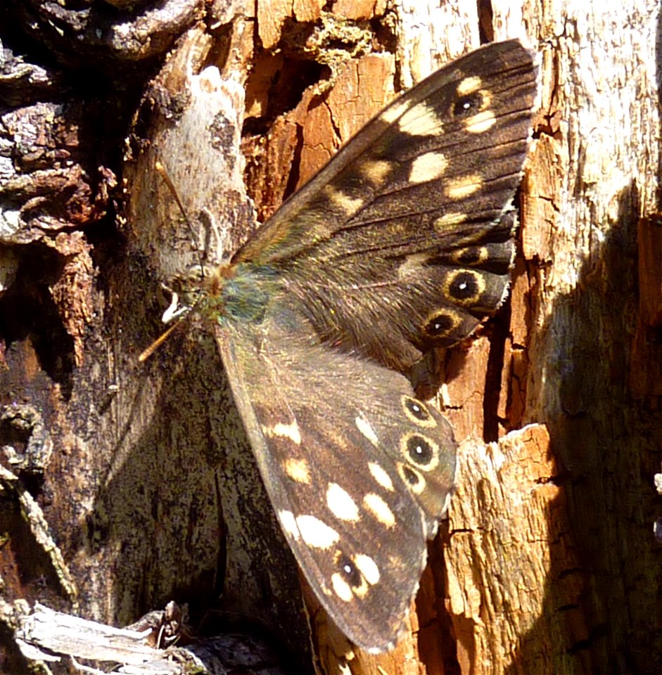 Waldbrettspiel im Retterschwanger Tal