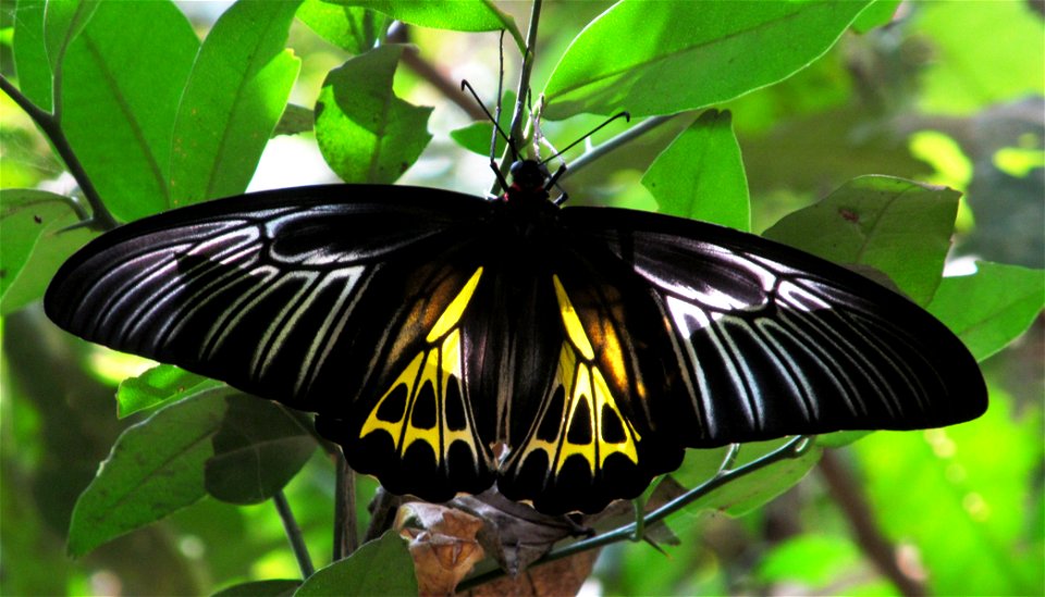Southern Birdwing_Troides minos (female)